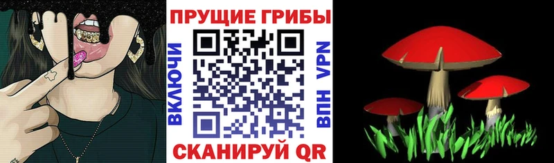 Псилоцибиновые грибы Psilocybine cubensis  гидра вход  Томмот 